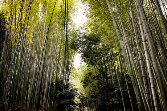Bamboo forest in Kyoto, Japan.