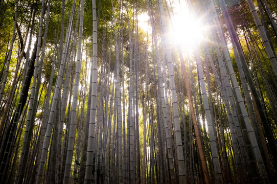 Bamboo forest in Kyoto, Japan.