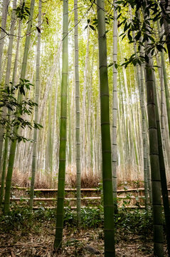 Bamboo forest in Kyoto, Japan.