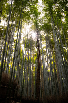 Bamboo forest in Kyoto, Japan.