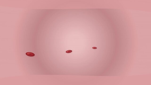Clean minimalist 3D medical visualization showing a biconcave red blood cell traveling through a smooth blood vessel while additional cells follow the continuous bloodstream flow, suitable for cardiov