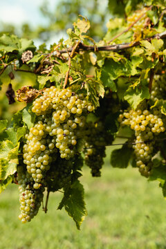 Cluster of ripe golden white grapes on vine ready for harvest vineyard summer