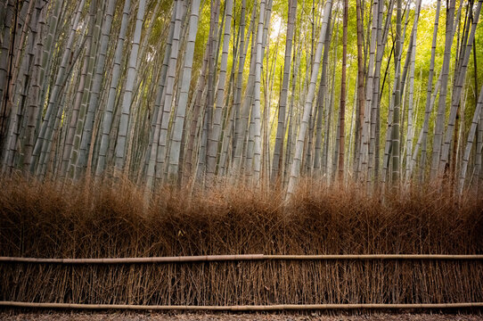 Bamboo forest in Kyoto, Japan.