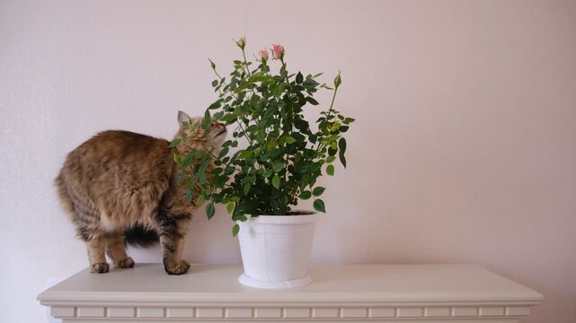 Watching curious cat investigate the something is quite amusing. A fluffy playful cat climbing shelf and interested in a potted plant against a plain wall. Little joys pets bring to our simple spaces.