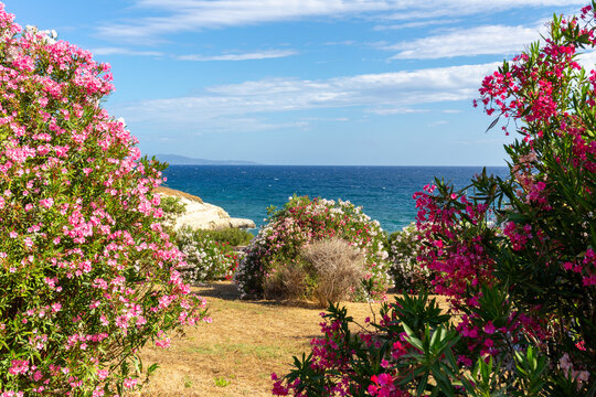 Un paesaggio costiero mediterraneo incorniciato da rigogliosi cespugli di oleandro in fiore. I vivaci toni del rosa e del bianco contrastano con il blu intenso del mare e il cielo limpido, punteggiato