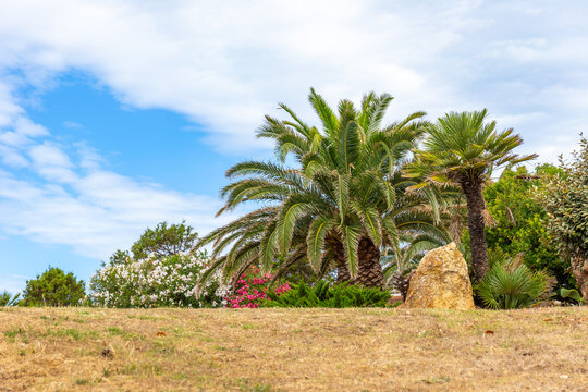 Palme e oleandri in fiore sotto un cielo parzialmente nuvoloso, in un paesaggio mediterraneo dal terreno secco e atmosfera estiva.