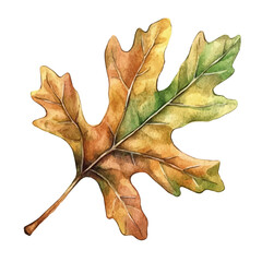 Fototapeta premium Oak Leaf in watercolor style, vector illustration, isolated on white background.