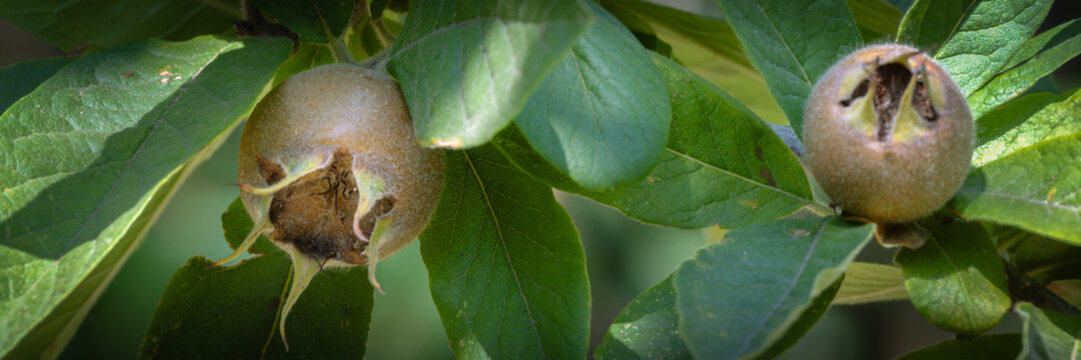 Panorama of ripening fruit of common Medlar (Mespilus germanica) in a garden in late summer
