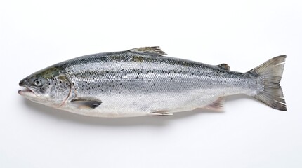 Obraz premium Whole fresh Atlantic salmon fillet raw seafood ingredient isolated