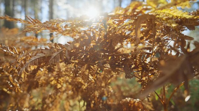 Golden autumn fern leaves glowing in sunlight in peaceful forest in Finland. Warm seasonal atmosphere, calm mood, bright natural light and nature lifestyle concept.