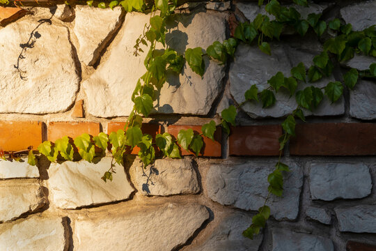 A section of a rustic wall made of light-colored stone and red brick, with green common ivy vines climbing up it. Kazimierz. Krakow. Poland.