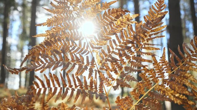 Golden autumn fern leaves glowing in sunlight in peaceful forest in Finland. Warm seasonal atmosphere, calm mood, bright natural light and nature lifestyle concept.