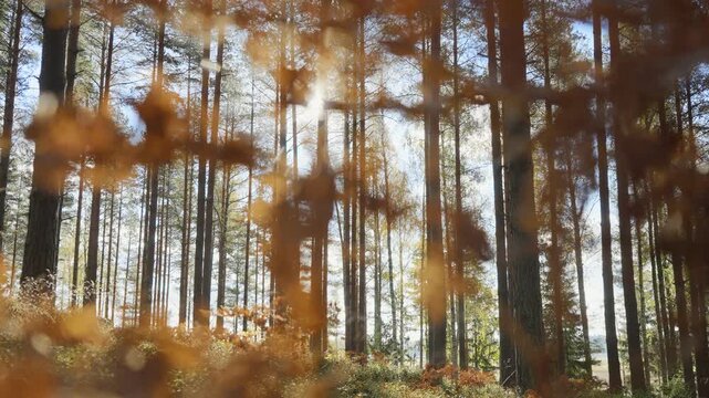 Sunlight streaming through tall pine forest with autumn leaves in foreground. Natural landscape with warm seasonal atmosphere, peaceful woods, outdoor lifestyle and ecological environment concept.