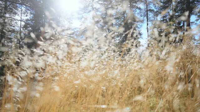 Golden dry grass glowing in bright autumn sunlight with dreamy bokeh effect. Peaceful seasonal atmosphere, natural light, calm outdoor mood and nature lifestyle concept.