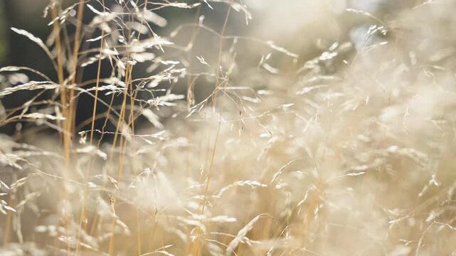 Golden dry grass glowing in bright autumn sunlight with dreamy bokeh effect. Peaceful seasonal atmosphere, natural light, calm outdoor mood and nature lifestyle concept.