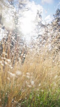 Golden dry grass glowing in bright autumn sunlight with dreamy bokeh effect. Peaceful seasonal atmosphere, natural light, calm outdoor mood and nature lifestyle concept.
