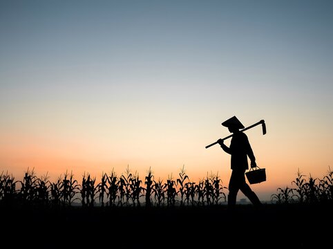 Silhouette of a farmer walking in a cornfield at sunset
