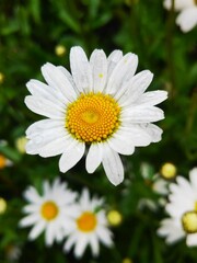 Obraz premium White Daisy Flower with Water Droplets and Soft Green Background