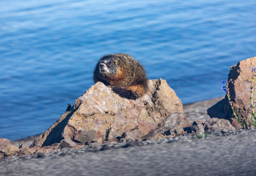 Yellow-Bellied Marmot Basking on Rocky Shore of Yellowstone Lake, Yellowstone National Park, Wyoming