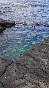 Natural ocean water pool on Galapagos Islands with sea lions playing vertical video