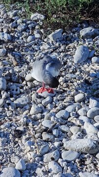 Swallow-tailed gull grooming on rocky beach of Galapagos Islands vertical video