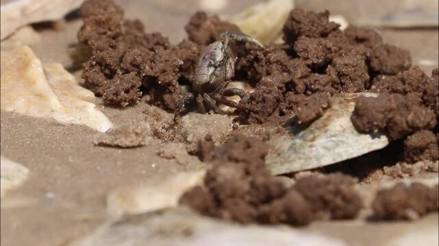 A Fiddler Crab Moving Sand