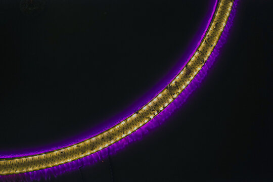 Aerial view of the curved illuminated architectural feature with vibrant purple LED lighting at the Crowne Plaza in Suzhou, Jiangsu, China.