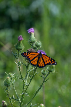 Male Monarch Butterfly with Fully Spread Wings on Purple Thistle