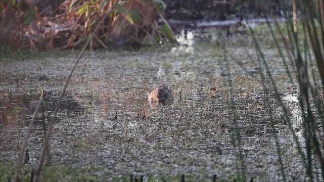 A Nutria Feeding in a Freshwater Wetland