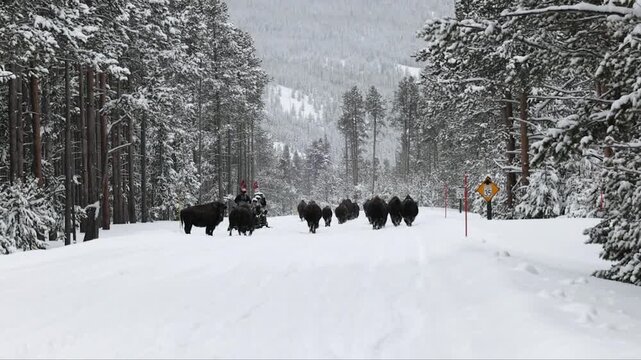 A Group of Snowmobilers Encountering a Herd of Bison in Winter