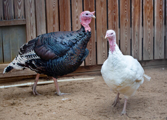 Obraz premium A pair of turkeys standing on the ground on a bright sunny day. Animals, birds, ornithology, ecology.
