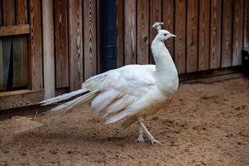 Obraz premium An ordinary white peacock standing on the ground on a bright sunny day. Animals, birds, or-nithology, ecology.