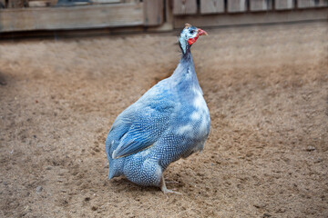 Obraz premium Zagorsk white-breasted guinea fowl standing on the ground on a bright sunny day. Animals, birds, ornithology, ecology.