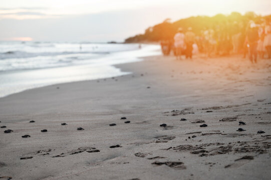 Volunteers release baby turtles on beach