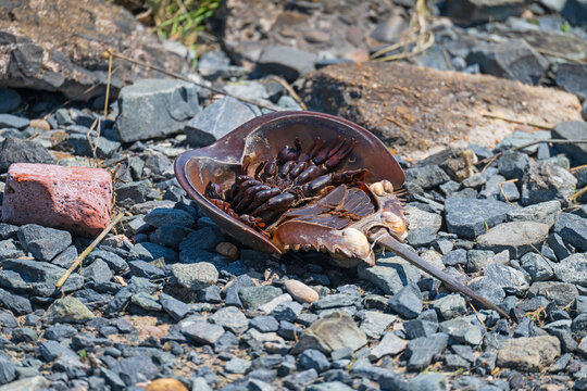 Dead Horseshoe Crab Laying on Coastal Rocks