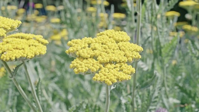 Yellow exotic scabious flower. Natural flower plant. Flora nature. Bright blooming flower in nature. Yarrow flower footage. Flowering nature closeup. Macro of flowering yarrow plant