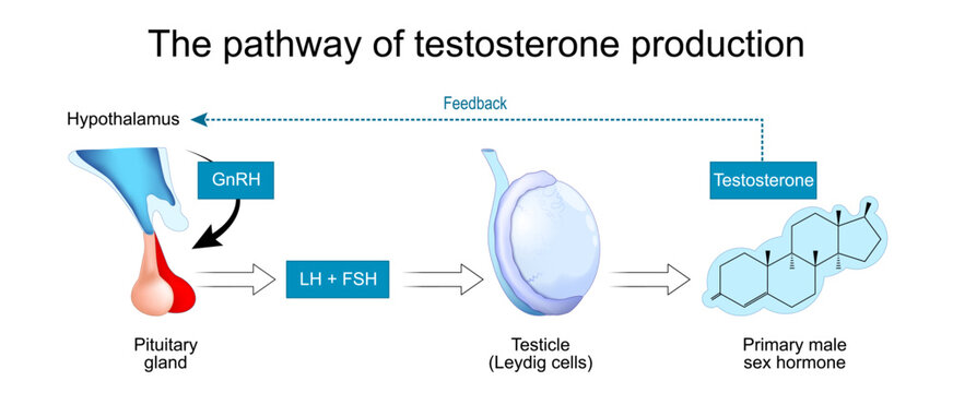 Male hormone regulation. The pathway of testosterone production. Male HPG Axis. Hypothalamic-pituitary-gonadal axis and testosterone production. Male endocrine system.