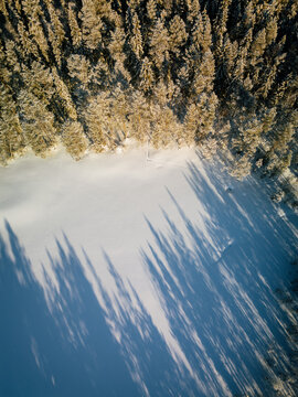 Aerial view of a dense pine forest bordering a vast snow-covered field with long shadows cast by the trees in the winter light in Suomussalmi, Kainuu, Finland.