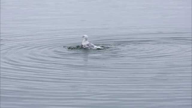 A black-legged kittiwake bathing
