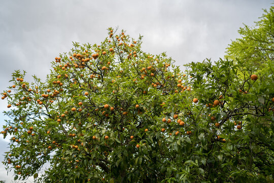Orange tree with ripe oranges in Elvas Portugal under cloudy sky