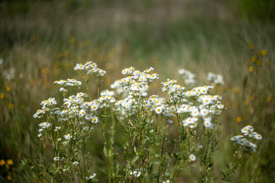Wild Chamomile Flowers Blooming in Green Meadow Landscape