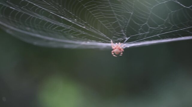 Spotted Orbweavers dismantle their web every morning and recycle the proteins. This spider has begun the process in this video which takes place in St. Augustine, Florida