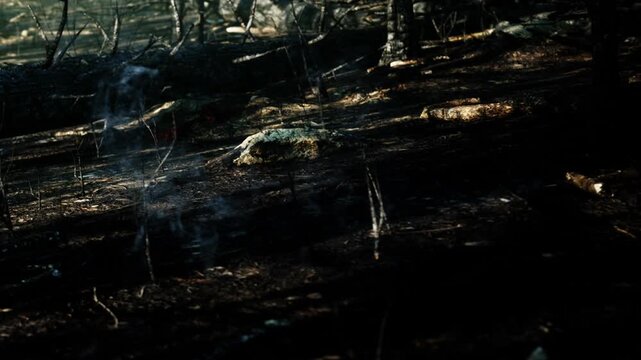 In a wooded area, the forest floor shows rocky ground with scattered stones. Faint smoke rises from the ground, suggesting a recent fire. Sunlight filters through the trees.