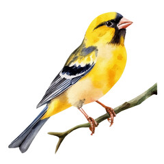 Fototapeta premium Watercolor illustration of Golden Finch, vector artwork, isolated on white background.