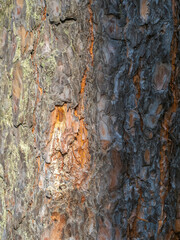Old wood pine bark texture or background. © Dmitrii Potashkin