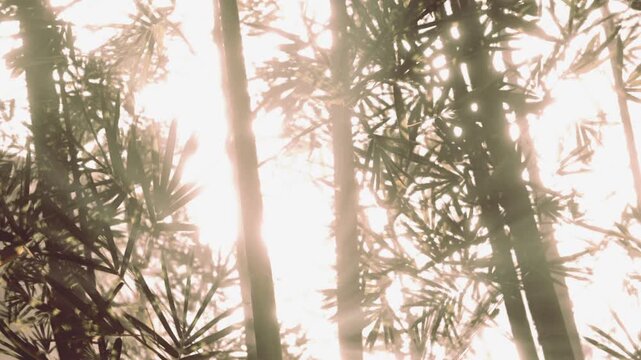 Sunlight shines through tall bamboo trees in a forest. The scene shows a natural environment where light and plants interact in a simple display of nature.
