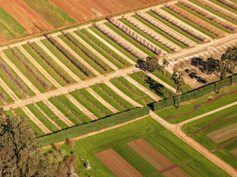 Aerial view of The Tulip Garden Nursery Pty Ltd featuring organized rows of nursery plants, green fields, and dirt paths in Silvan, Victoria, Australia.