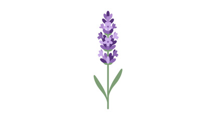 Obraz premium Lavender flower illustration with purple petals and green leaves on a white background