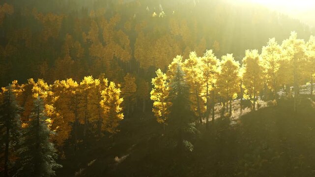 Sunlight shines on a forest during autumn. Yellow trees stand out among green pines. The scene captures the beauty of nature in a quiet setting.