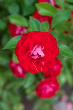 red rose in garden